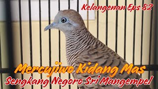 Mercujiwo Sengkang Negoro Sri Mangempel Kidang Mas Kelangenan Eps 82 [upl. by Htebaras]