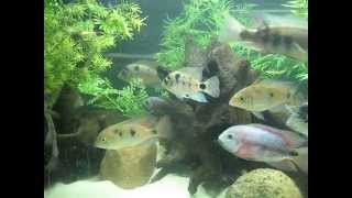 Central American Cichlid Biotope [upl. by Atsillak79]