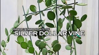 Propagation update Silver dollar vine trailing jade silver falls amp golden dewdrop  BUHAYMOTHER [upl. by Spears]