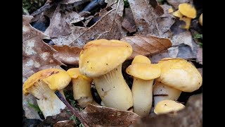 Cantharellus Pallens 15062024 [upl. by Gerome]