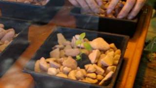 Transplant basil seedlings into Growstones hydroponic substrate [upl. by Apostles]