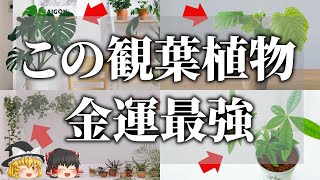 【ゆっくり解説】2023年風水最強アイテム！置くだけで金運が爆上がりする観葉植物７選｜風水インテリア観葉植物で金運アップ！ [upl. by Llevad]