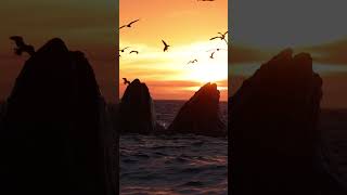 Watching Humpback Whales Lunge Feeding at Sunset Is a MUST SEE [upl. by Garzon]