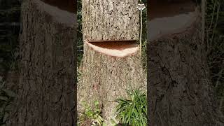 Shagbark Hickory the strongest tree cut down 💪 treecutting outdoors [upl. by Ocicnarf]