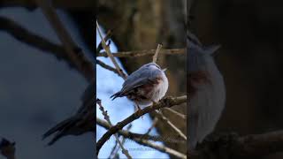 Eurasian Nuthatch Call birds birdsounds [upl. by Lirrad]