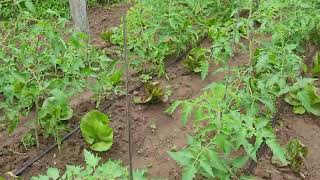 Manejo Agroecológico capina e cobertura com biomassa [upl. by Barby]