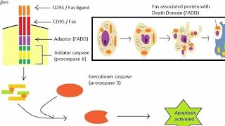 Apoptosis in Hindi  Introduction  Extrinsic Pathway [upl. by Jardena]