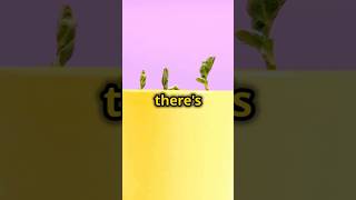 Myth Bigger pots make plants grow fastershortsshortvideoplantsfactsfunnyviralshortsviral go [upl. by Akiras648]