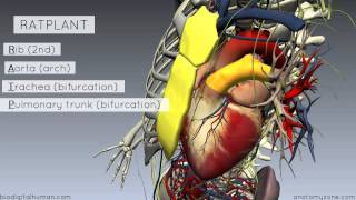 Sternal Angle  Angle of Louis  3D Anatomy Tutorial [upl. by Prescott]