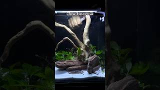 Minimalist Aquascape aquascape aquarium fishtank plants fish trending [upl. by Kcirde]