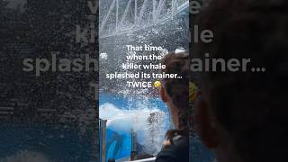 Killer whale splashed the trainer two times 😆 seaworld seaworldorlando [upl. by Adniled]