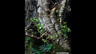 Terrarium dla Encyocratella olivacea Enclosure setup for Usambara Blackfemured Baboon [upl. by Sheena]