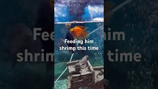 Feeding my fish mysis shrimp viralvideo fish fishtank oscarfish fypシ゚ show shorts [upl. by Hanikahs]