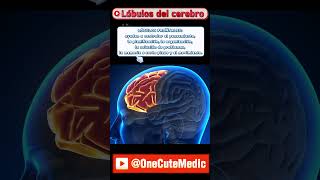 LÓBULOS DEL CEREBRO  OneCuteMedic [upl. by Oys]