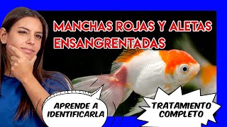 Aletas ensangrentadas y manchas rojas en peces  CÓMO CURARLAS [upl. by Felicle]