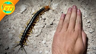 The BIGGEST CENTIPEDE in America Texas Redheaded Centipede [upl. by Larena448]