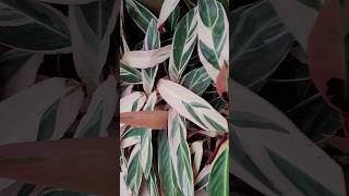 😍 Que sonho de planta Maranta Tricolor maranta tricolor plant lindademais janemaira shorts [upl. by Von]