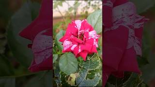 Tiger rose 🔥🔥🔥 viralvideo shortsfeed subscribe [upl. by Frederica579]