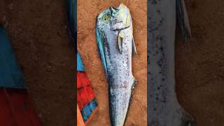 പാല മീൻ  SURGEON FISH surgeonfish deliciousfood fishfryrecipe love arijitsingh [upl. by Pattison]