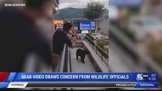 Dangerously close People urged to steer clear of bears after Gatlinburg video [upl. by Lecirg]