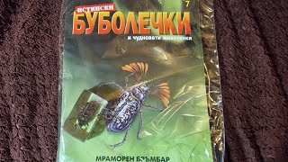 Real Bugs 7  Polyphylla fullo  Истински буболечки бр7  Мраморен бръмбар [upl. by Ilegna]