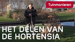 Hoe scheur of vermeerder je de Hortensia  Tuinmanieren [upl. by Winni]