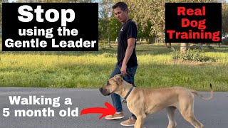 How to use and get off the Gentle Leader or head halter [upl. by Pattin]