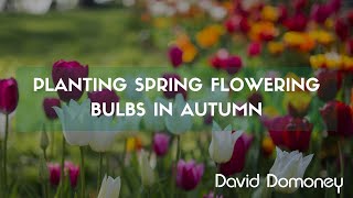 A guide to planting spring flowering bulbs in autumn [upl. by Lannie722]