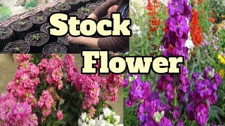 How to grow Stock flowerMatthiola incanagrowing stock flower plantperfect winter flower plant🪻 [upl. by Micah]