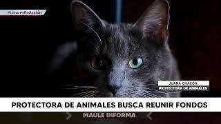 NOTA PROTECTORA DE ANIMALES BUSCA REUNIR FONDOS 22 11 [upl. by Assital]