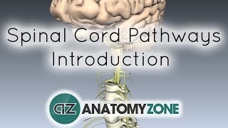 Spinal PathwaysTracts  Part 1  Introduction  Anatomy Tutorial [upl. by Merle]