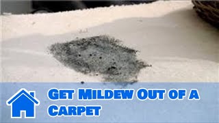 Carpet Cleaning  How to Get Mildew Out of a Carpet [upl. by Varipapa]