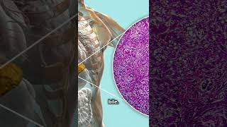 What are Hepatocytes  Livers Powerhouse Cells science [upl. by Alexi333]