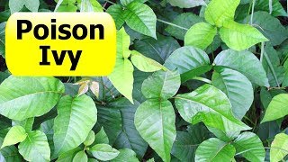 How To Kill Poison Ivy Vine On a Tree  Live Life DIY [upl. by Meisel]