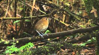 Bearded Helmetcrest Colombia Birding [upl. by Devitt266]