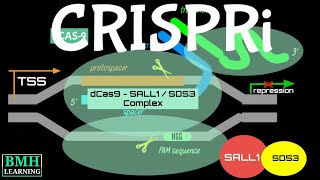 CRISPRi  CRISPR Interference [upl. by Lener]