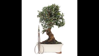 BONSAI DE OLIVO SILVESTRE ACEBUCHE 14720 [upl. by Lahsram]