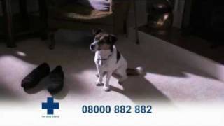 Blue Cross TV Advert  Dogs [upl. by Elysha]