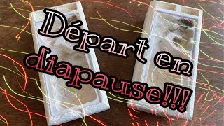 Départ en diapause pour les Camponotus ligniperda et herculéanus [upl. by Seira]