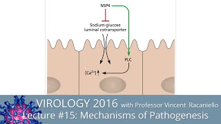 Virology Lectures 2016 15 Mechanisms of Pathogenesis [upl. by Elwyn534]