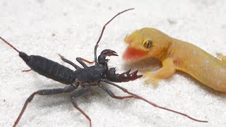 Lizard vs Whip Scorpion [upl. by Verlee]