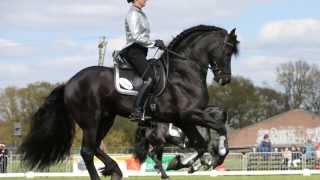 Het Friese Paard ebook video over de Fries zwart paard [upl. by Cressida]