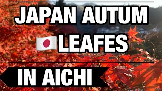 【JAPAN】AUTUMLEAFES IN AICHI KORANKEI Beautiful Maples 〜Japan walking tour〜 [upl. by Anaibaf]