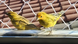 These canaries are so tweety [upl. by Pence]