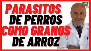 🔴 PARÁSITOS INTESTINALES de Perros como Granos de Arroz 🔴 Dipylidium Caninum o Tenia del Perro [upl. by Oeram]