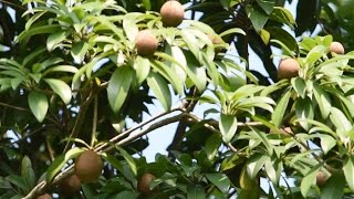 Achras sapota fruits in Bangladesh বাংলাদেশী সবেদা ফল [upl. by Htenay237]