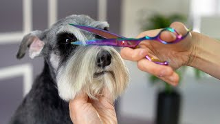 SCHNAUZER GROOMING  Puppy cut style  Short eyebrows [upl. by Lotte]