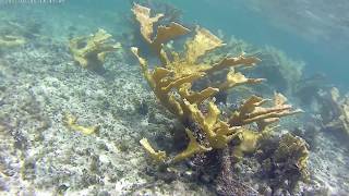 Cuba 2017  Memories Jibacoa  Snorkeling [upl. by Ozkum]