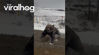 Grizzly Bear With Cubs Charges Truck on Rural Road  ViralHog [upl. by Norraa]