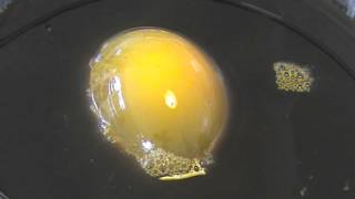 Demonstration of Osmosis using an Egg [upl. by Ailyt407]